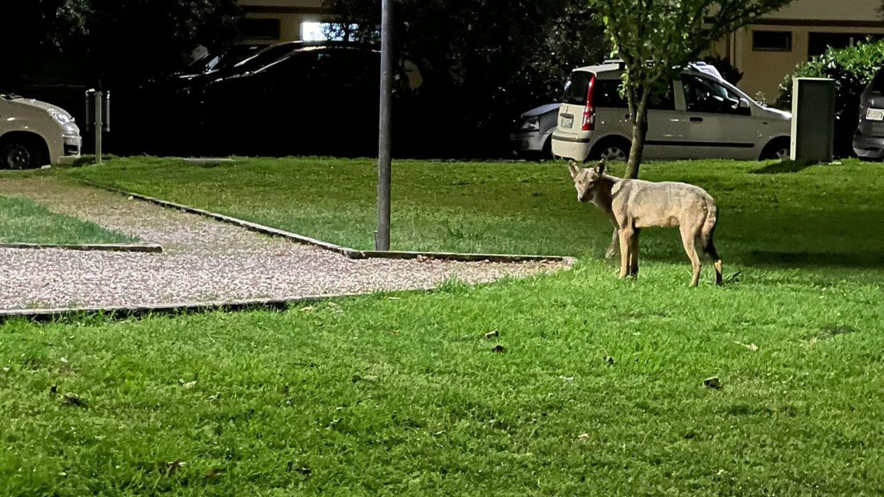 Il presunto lupo fotografato nella zona di Fornacelle, nel comune di Montemurlo