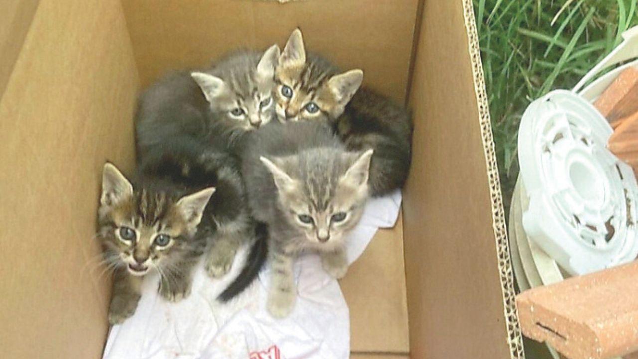 I quattro gattini trovati chiusi in una scatola a Castiglione della Pescaia e salvati dal 28enne Matteo Pergolesi