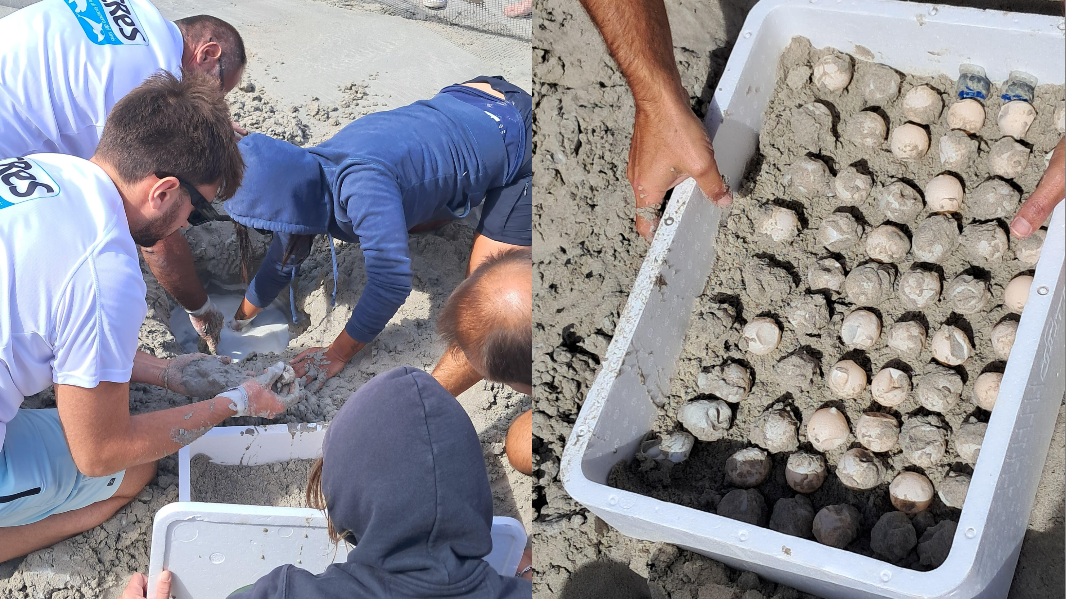 Stintino, le uova di caretta caretta deposte alla Pelosa sono state trasferite a Oristano