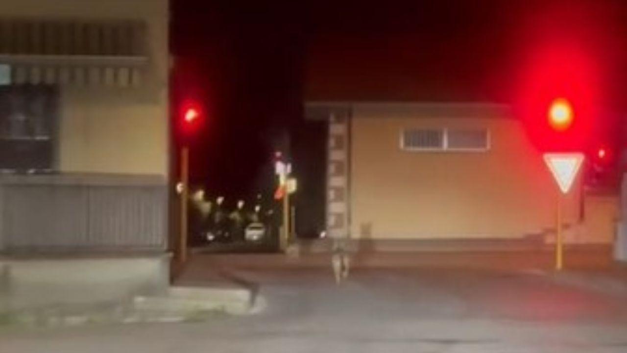 L'avvistamento in via Luigi Salvatori a Marzocchino