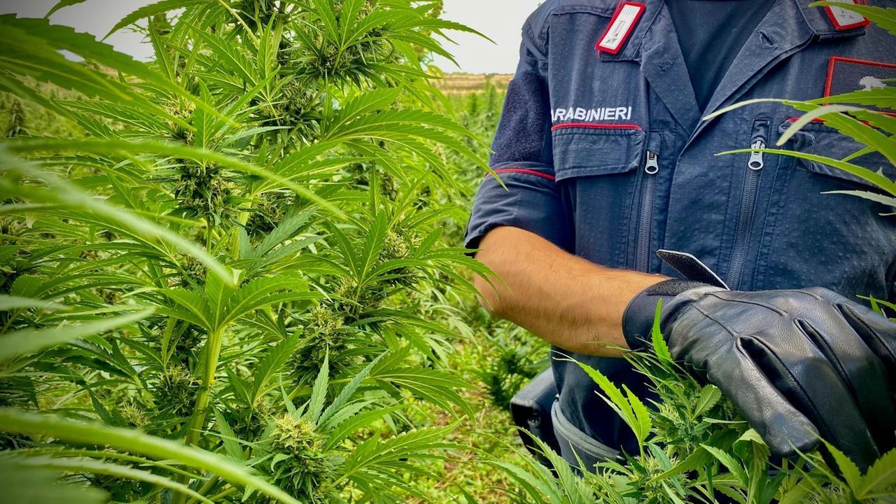 La piantagione scoperta nelle campagne di Borore