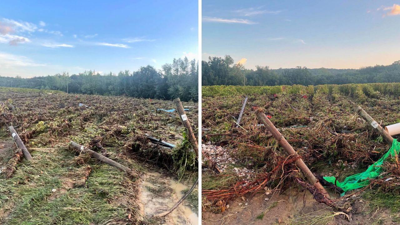 I danni del maltempo a Bolgheri (Foto Fb: Guado al Melo)
