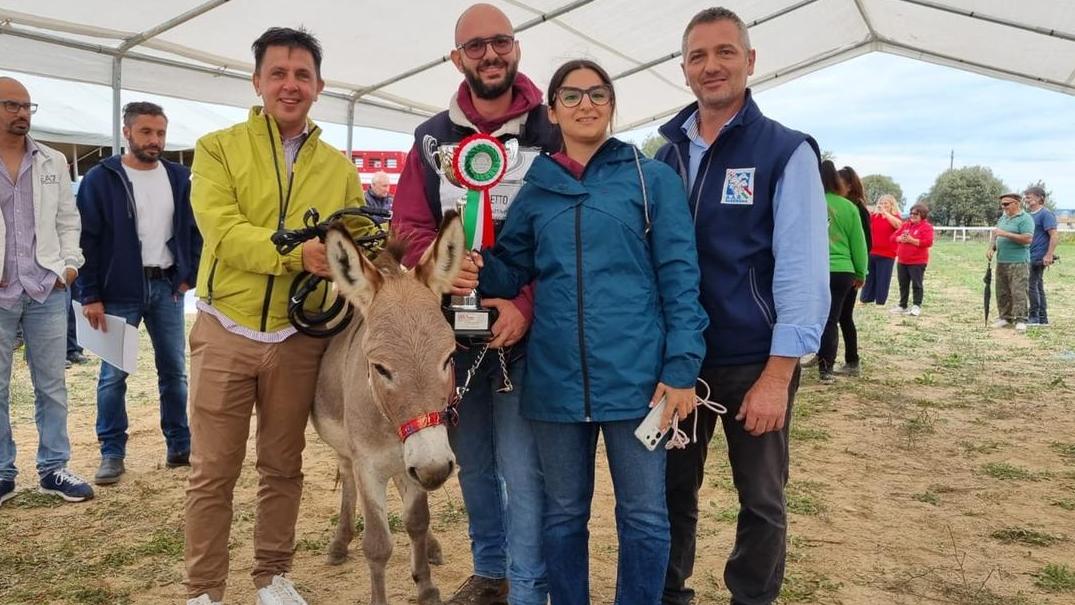 Musetto è il miglior asino di razza sarda 2024