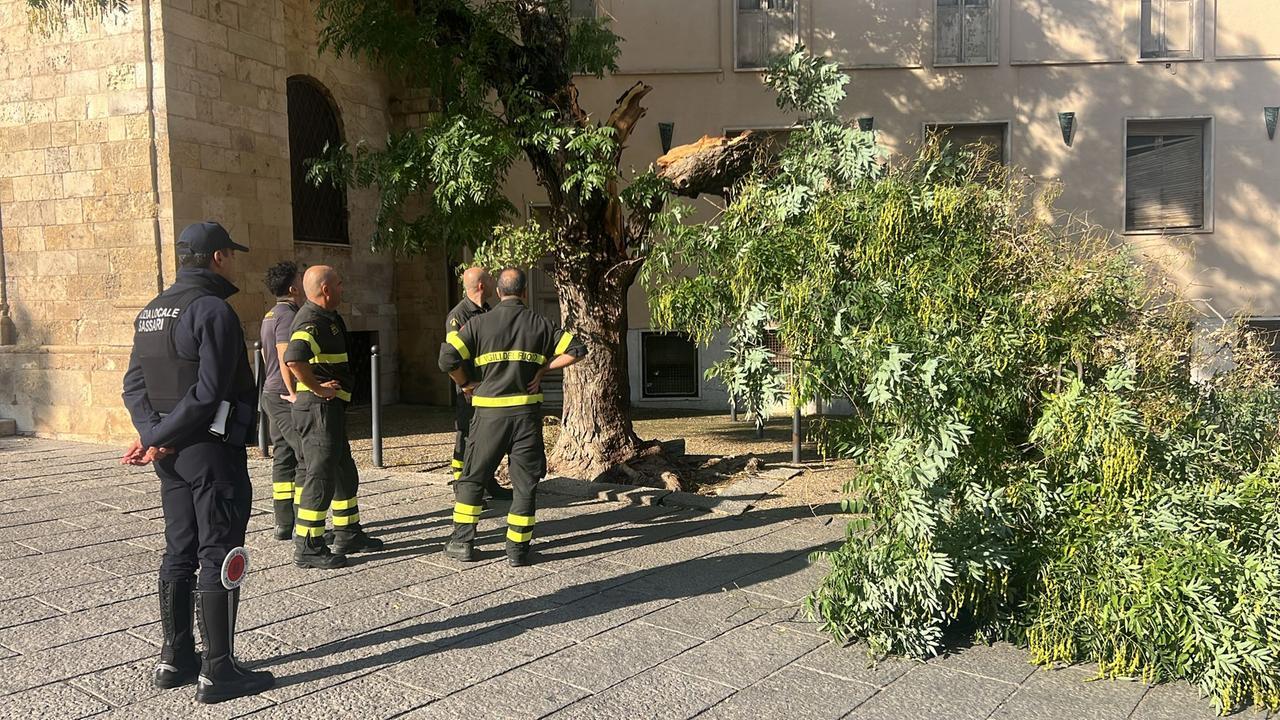Sassari, il vento fa cadere un grosso ramo in Piazza Duomo