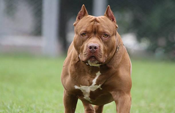 Uccise il pitbull che aveva azzannato la fidanzata incinta: condannato a 10 mesi