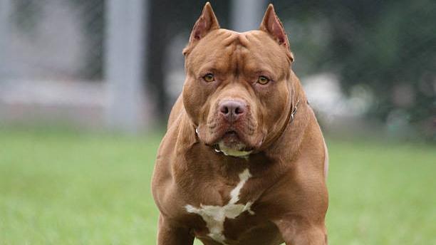 Uccise il pitbull che aveva azzannato la fidanzata incinta: condannato a 10 mesi