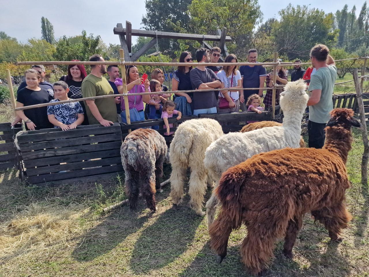 Renazzo, una giornata tra alpaca e suricati