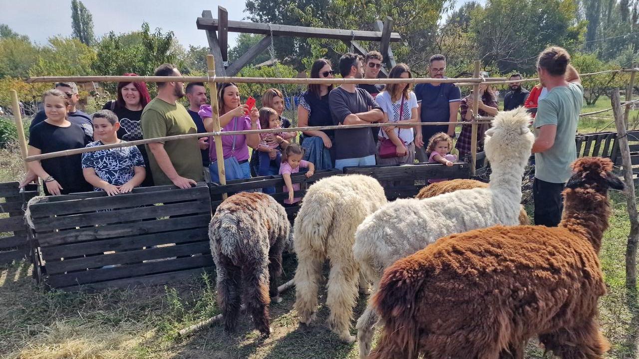 Renazzo, una giornata tra alpaca e suricati