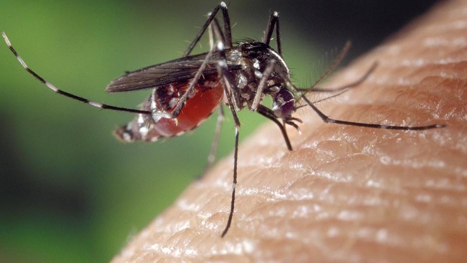 Dengue a Cavezzo, l’Ausl di Modena: «Chi ha sintomi faccia le analisi»