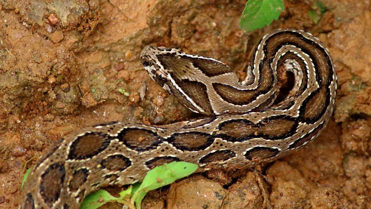 Elba, morso da una vipera nell'orto: secondo caso in pochi giorni. Cosa fare in caso d'incontro