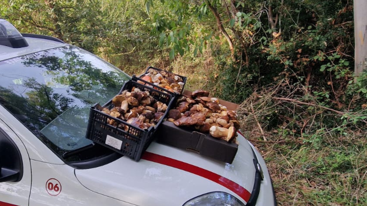 Il “bottino” appoggiato sul cofano dell’auto di servizio della polizia provinciale