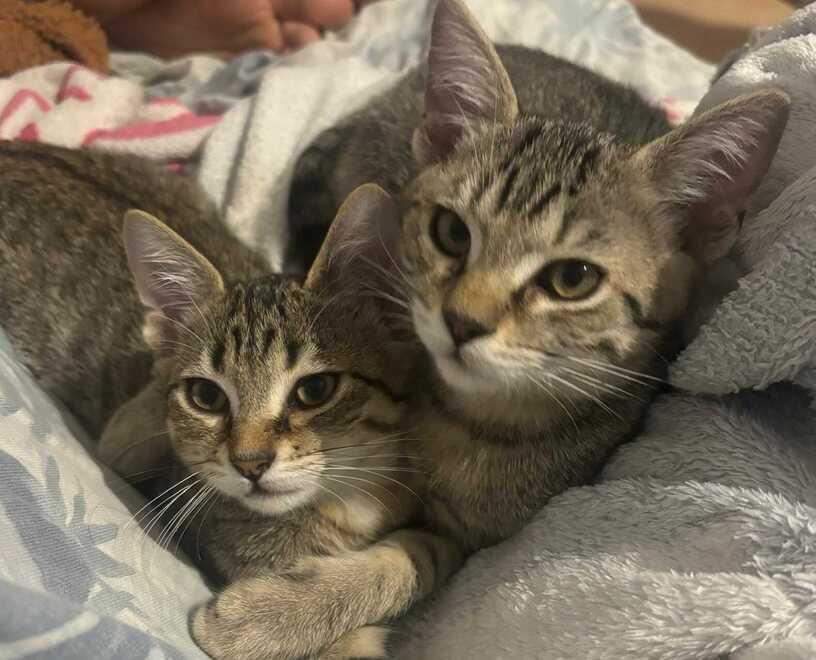 I gatti Mery Aramis e Dartagnan in cerca di una famiglia