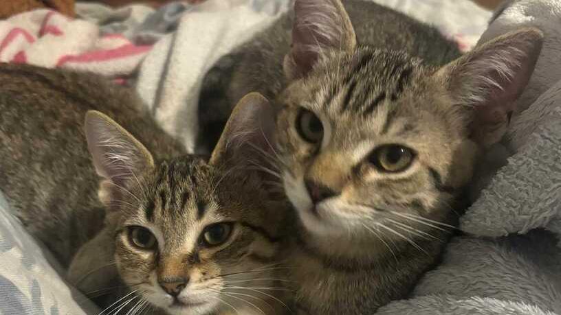 I gatti Mery Aramis e Dartagnan in cerca di una famiglia