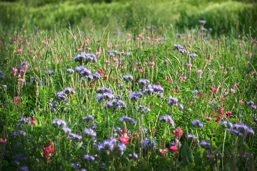 Modena, nella Bassa i campi fioriti più belli: il premio di Mulino Bianco e Wwf