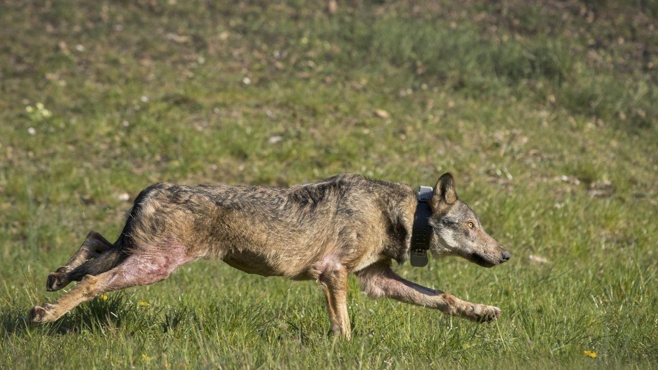 Un esemplare di lupo in una foto di archivio