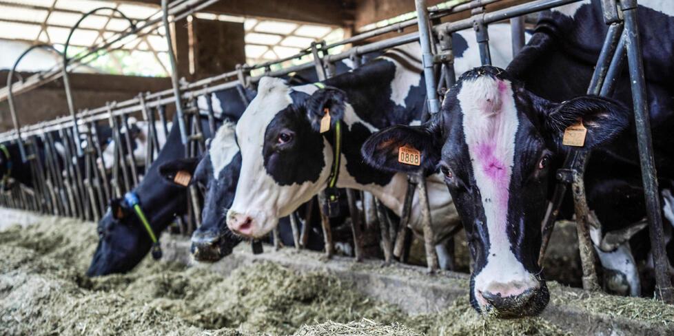 Troppi antibiotici per la mucca: allevatore della Bassa modenese a processo 