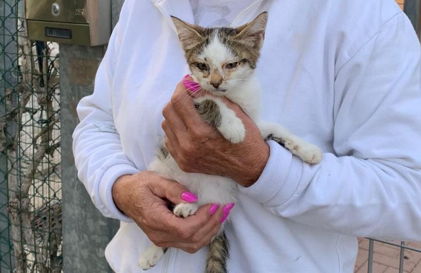 Gattina salvata da due ragazzi ai Barchessoni di Mirandola: ora cerca casa