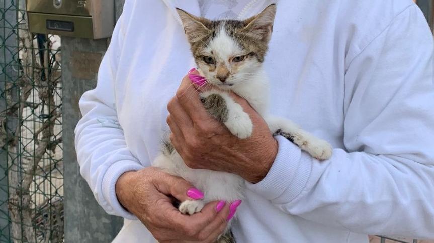 Gattina salvata da due ragazzi ai Barchessoni di Mirandola: ora cerca casa