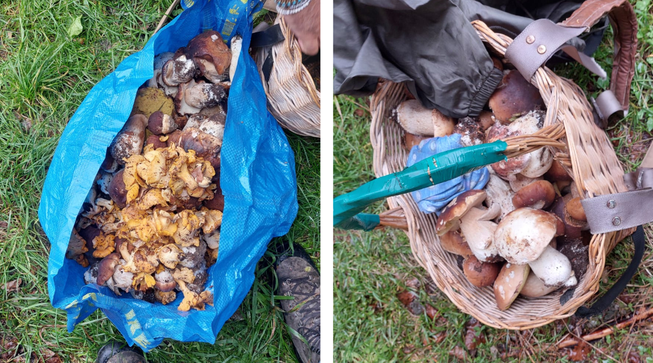 Raccoglie più di 10 chili di funghi a Fiumalbo, la polizia glieli sequestra