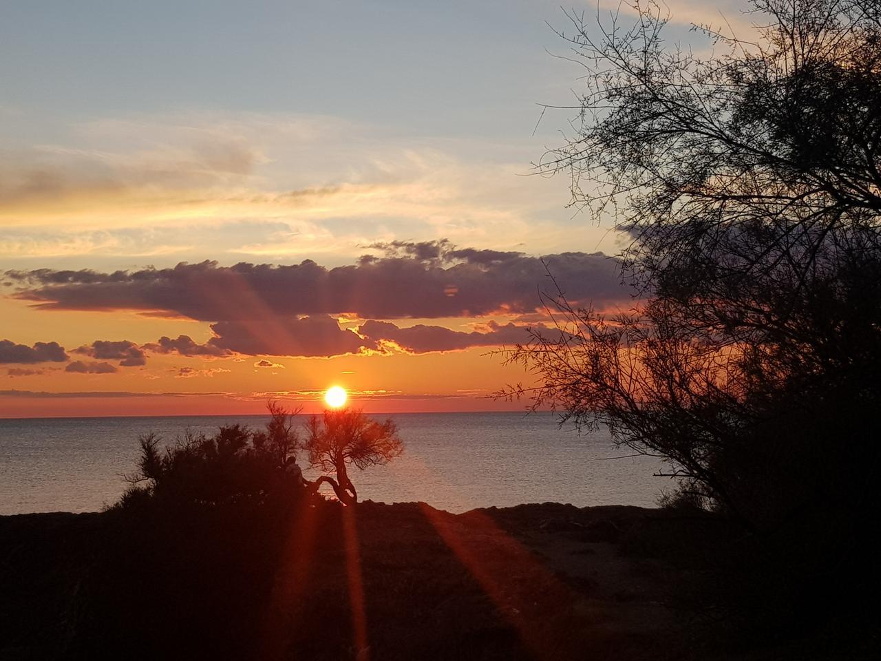 Livorno, la tamerice e il bacio del tramonto settembrino. Grazie a Claudia Volpe