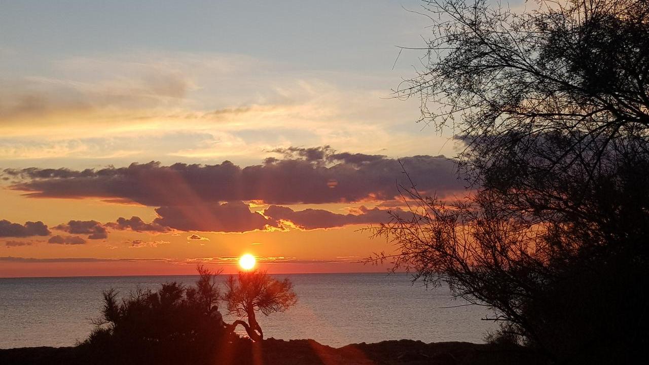 Livorno, la tamerice e il bacio del tramonto settembrino. Grazie a Claudia Volpe