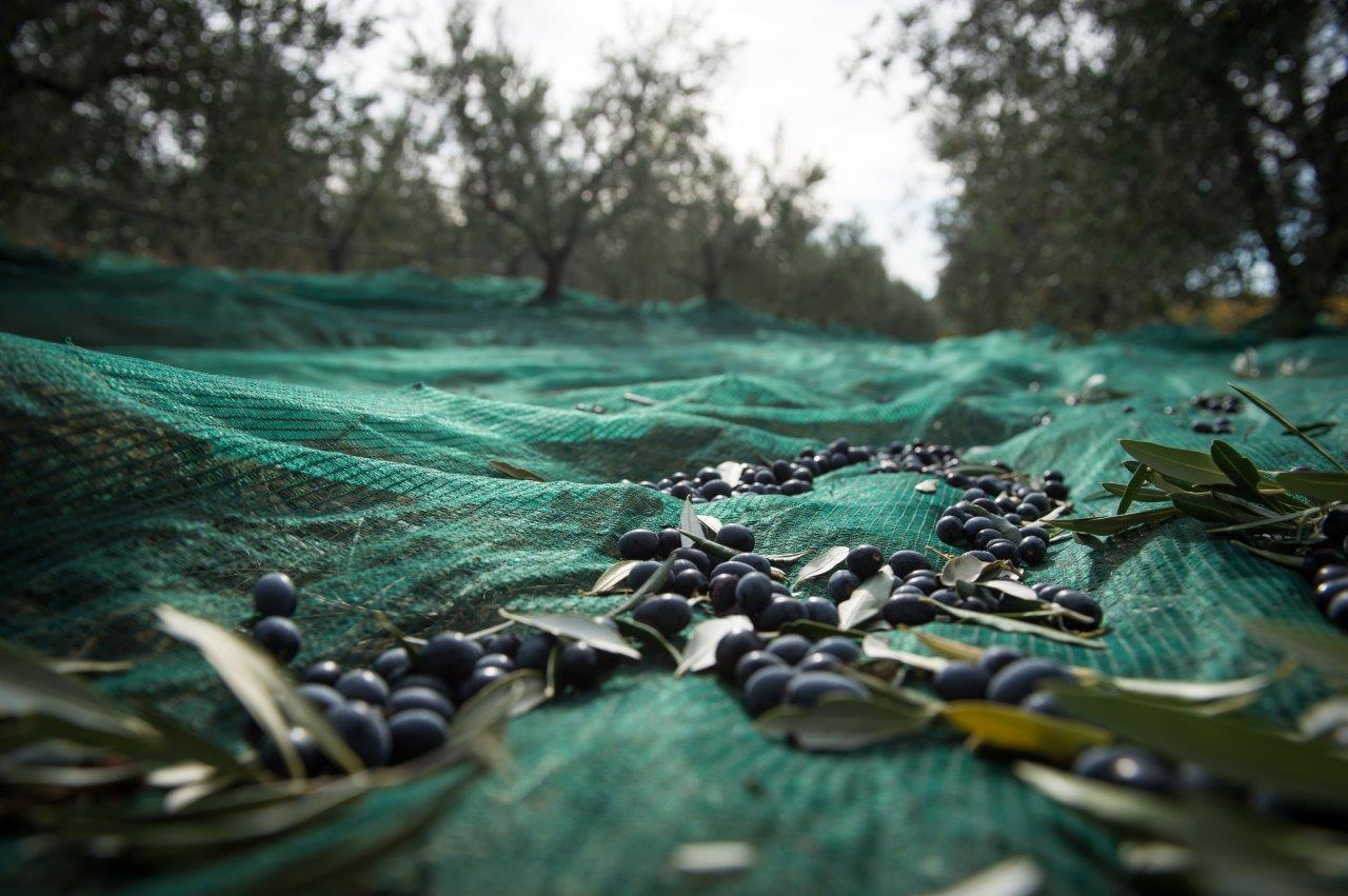 Olio in Toscana, in arrivo un’ottima annata: “belle” olive e un aumento del 35%. Ma c’è la solita incognita