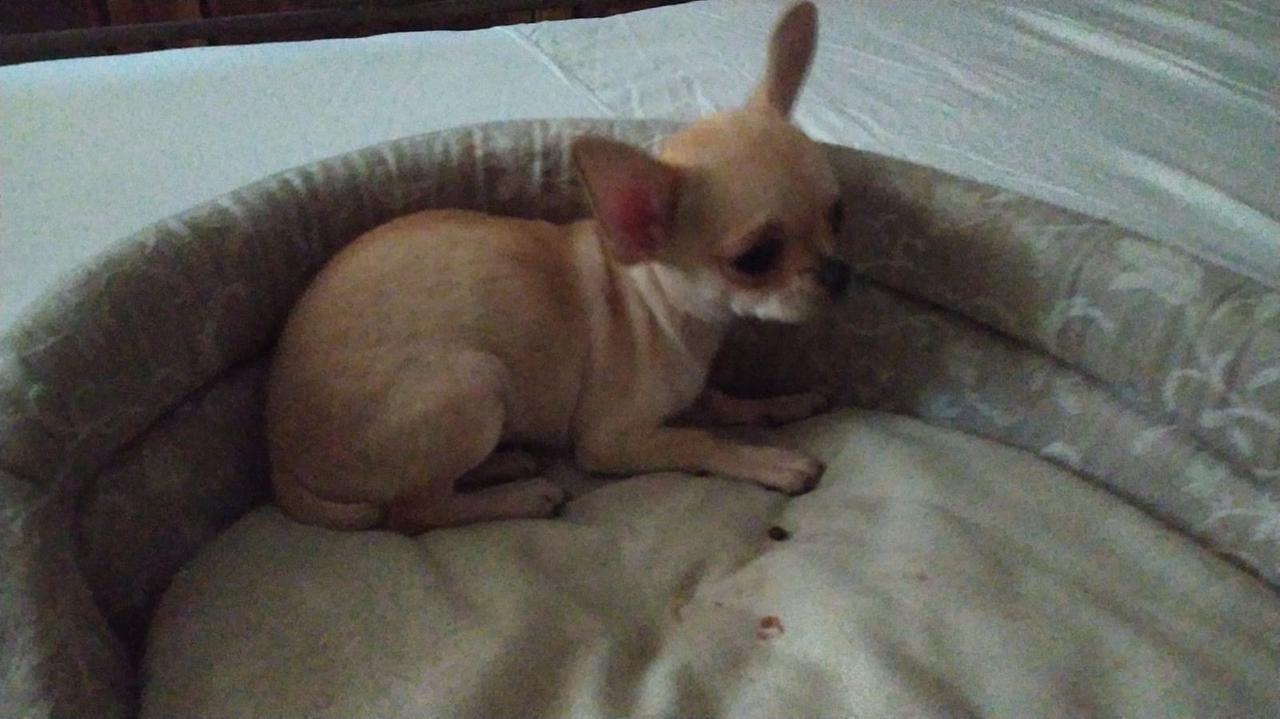 Animali, una ricompensa per ritrovare la cagnolina Letizia