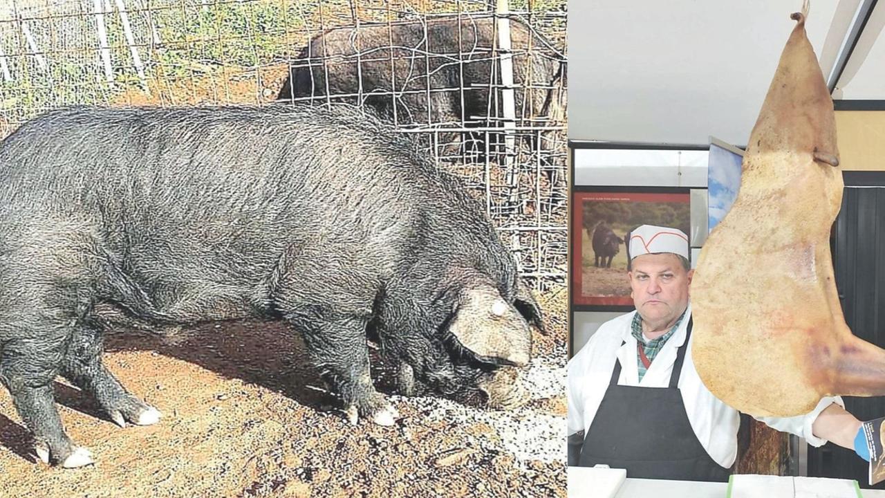 La rivincita del maiale sardo: da appestato a rappresentante di Slow Food