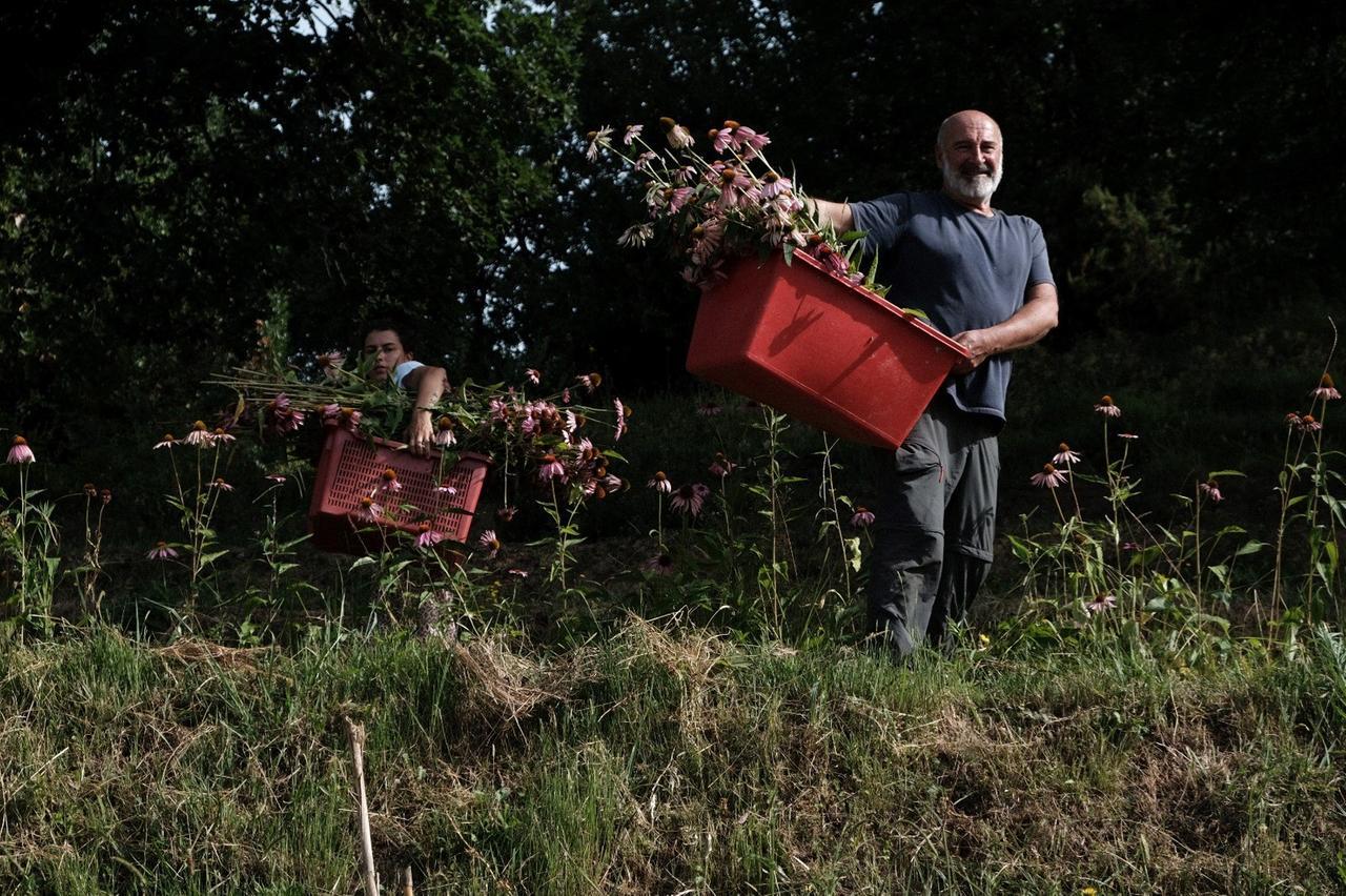 Il raccoglitore di fiori, Marco Tassinari trasforma le erbe in liquori e tisane