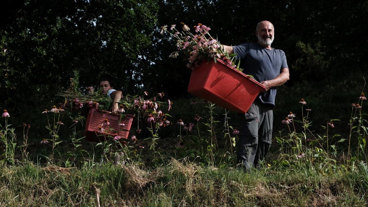 Il raccoglitore di fiori, Marco Tassinari trasforma le erbe in liquori e tisane