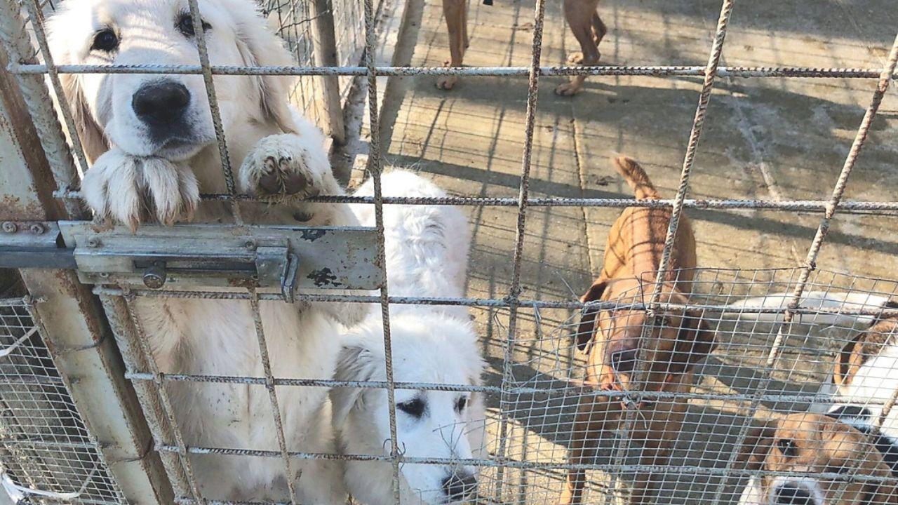 Alcuni cani custoditi dai volontari del Bosco di Archimede a Capannoli