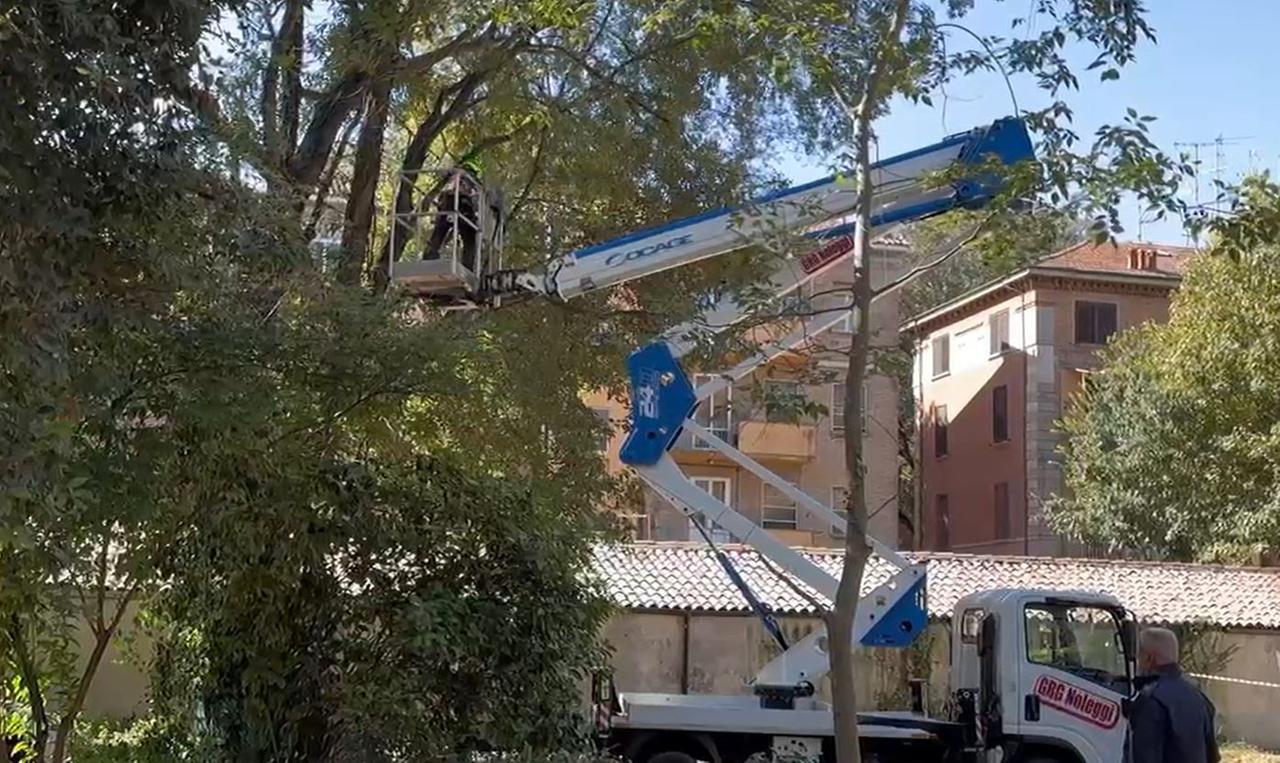 Ferrara, parcheggi al posto degli alberi: giù un bagolaro di settant’anni
