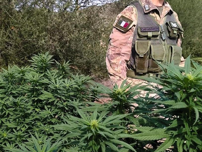 Una piantagione di marijuana scoperta a Escalaplano, denunciato un 37enne