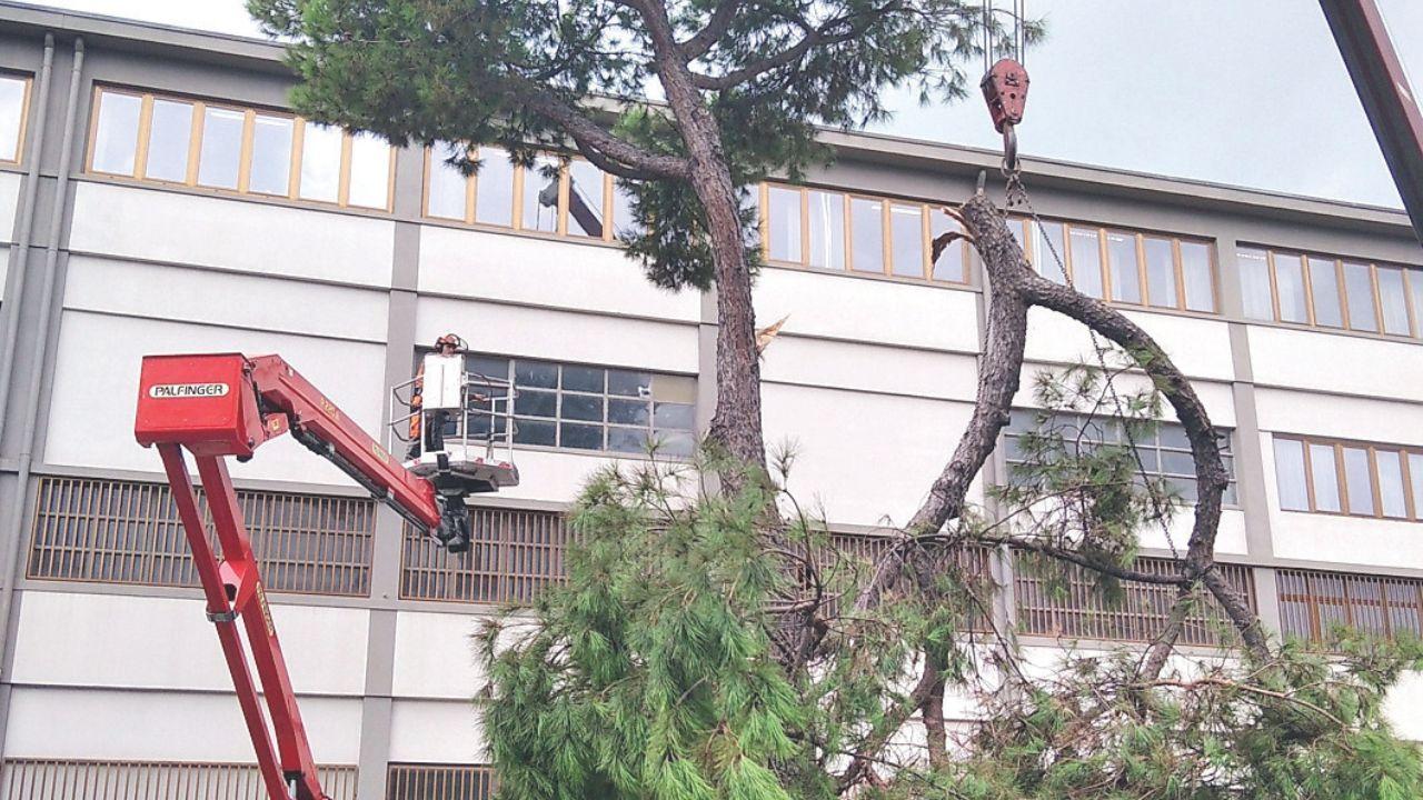 Il taglio di uno dei pini ieri mattina lungo viale Colombo sul cantiere del cosiddetto Lotto 2 del Waterfront