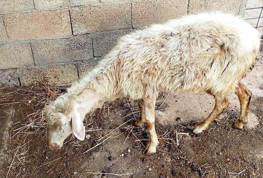 Lingua blu, salgono a 2700 i focolai nell’isola: 17mila pecore morte