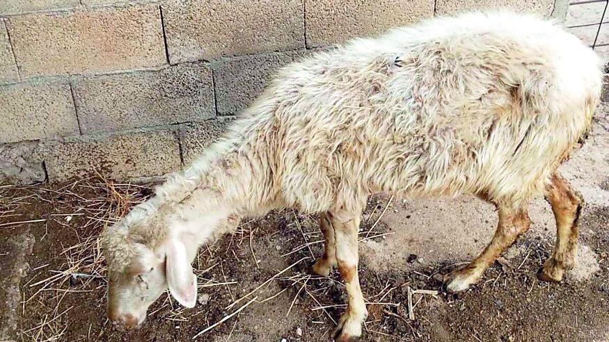 Lingua blu, salgono a 2700 i focolai nell’isola: 17mila pecore morte