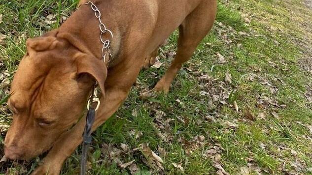 Il cane Bruno che era con la proprietaria al parco