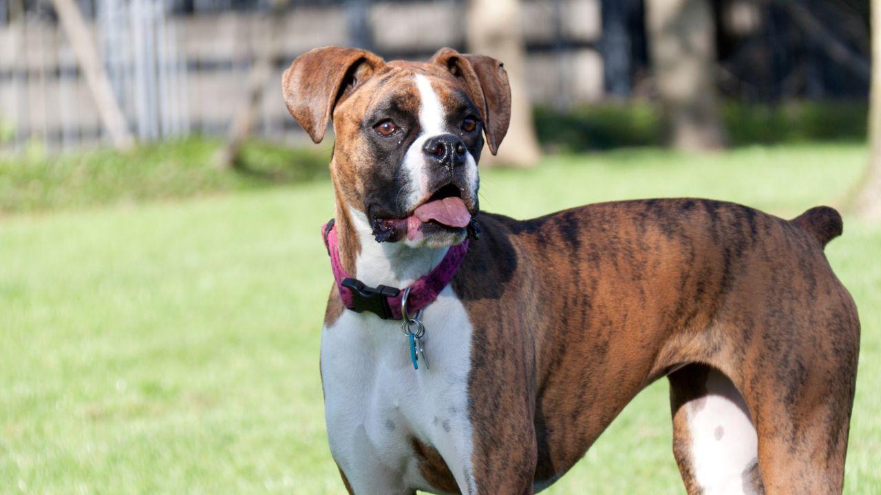 Arturo è stato ucciso a fucilate (Foto di repertorio)