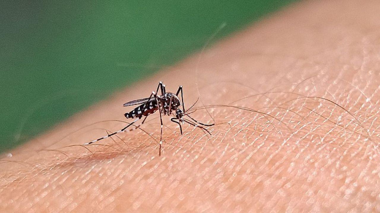 
	In Italia aumentano i casi di febbre Dengue


