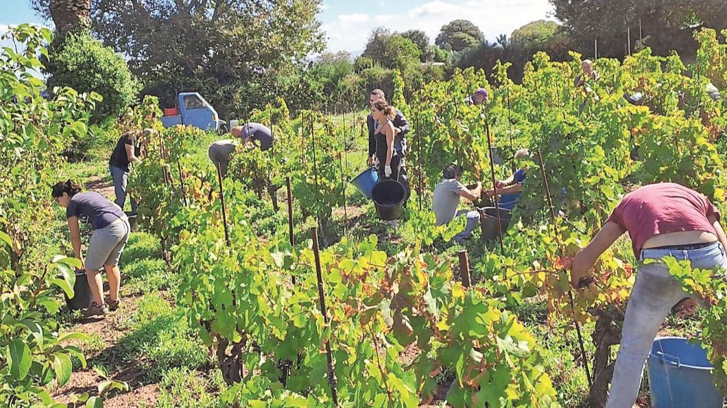Quattro giovani amici e una vigna: ecco la ricetta per battere lo spopolamento a Seneghe