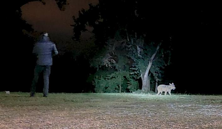 
	Il momento in cui &egrave; stata catturata la lupa

