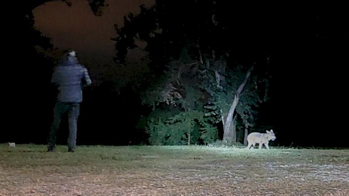 Il momento in cui è stata catturata la lupa