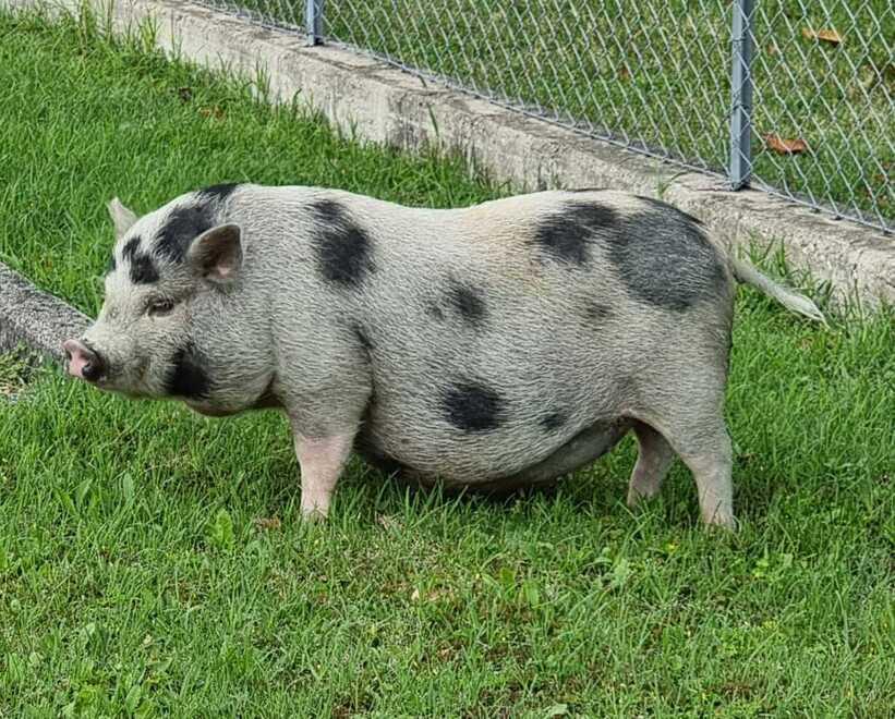 Animali, il mistero della maialina trovata in giro per Ciano