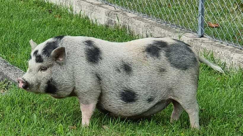 Animali, il mistero della maialina trovata in giro per Ciano