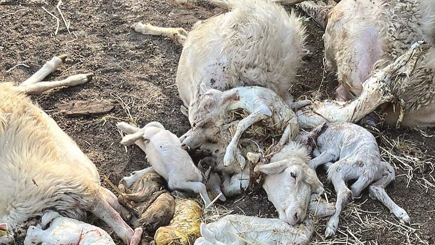 La Blue tongue dilaga nell’isola, il 40% dei pastori dice no ai vaccini