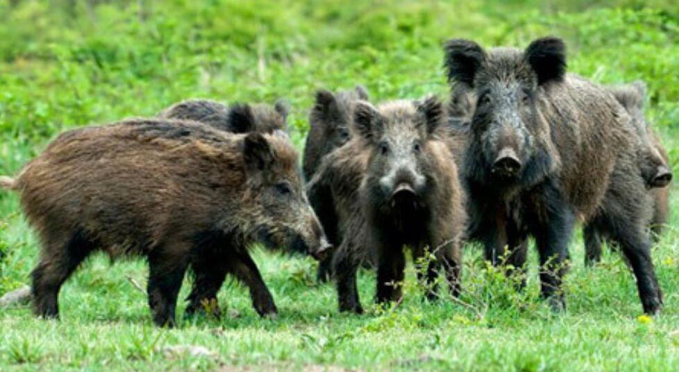 
	Un branco di cinghiali (foto d'archivio)

