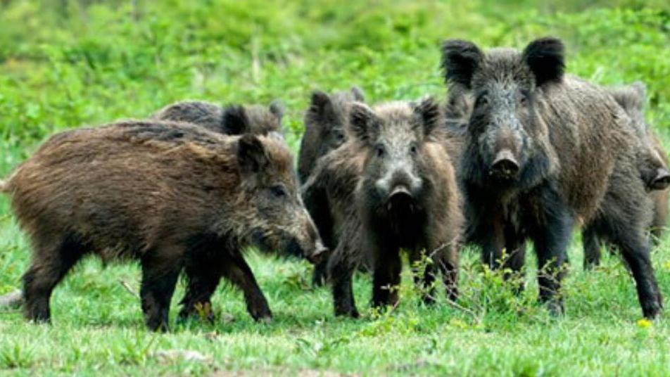 Un branco di cinghiali (foto d'archivio)