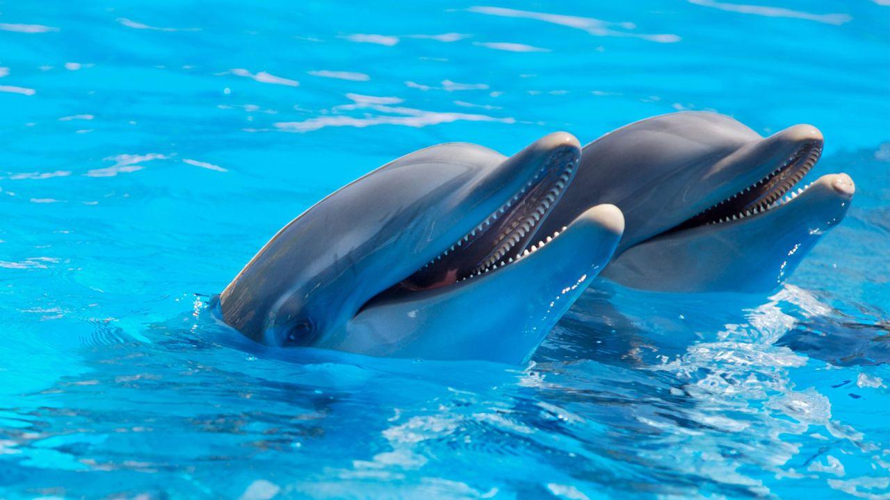 Due delfini "sorridenti"