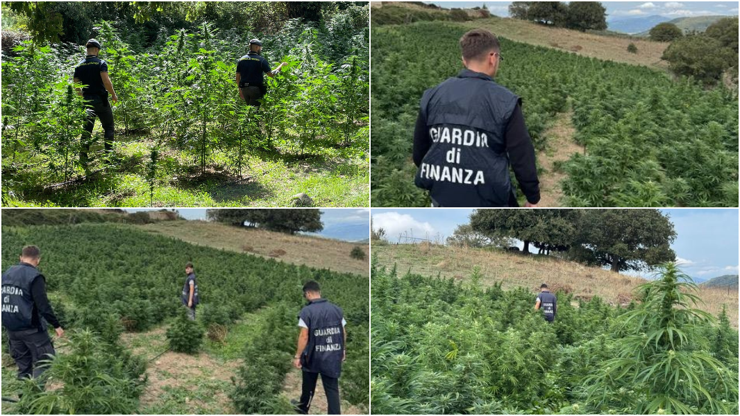 Maxi operazione antidroga in Sardegna: tolta dal mercato nero marijuana per 15 milioni di euro