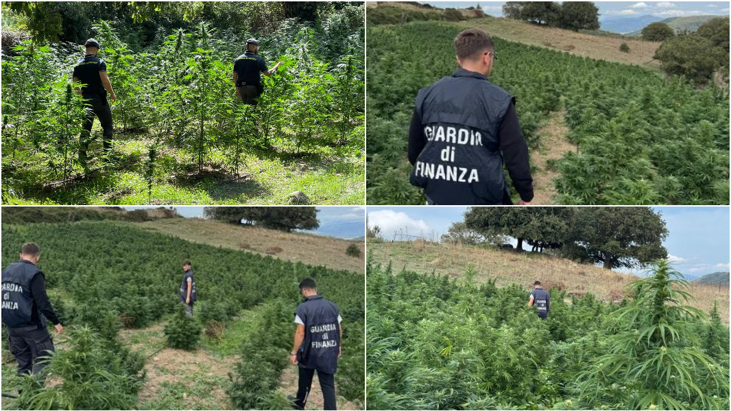 Maxi operazione antidroga in Sardegna: tolta dal mercato nero marijuana per 15 milioni di euro